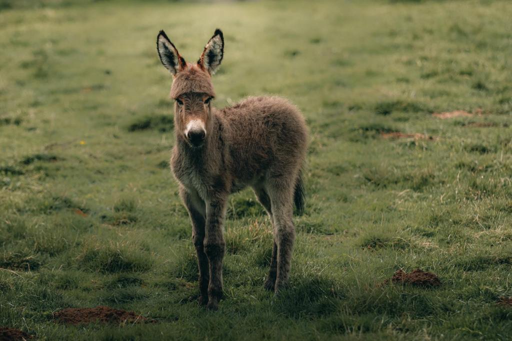When Frustration Boils Over: Lessons from Moses and a Father, Son, and a&nbsp;Donkey