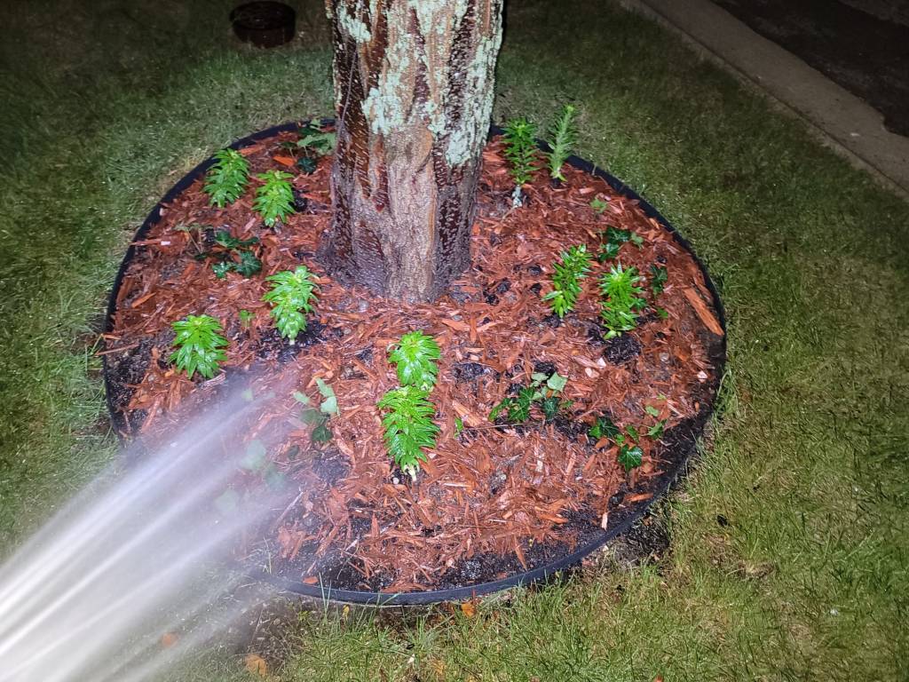 Grow Where You Are&nbsp;Planted