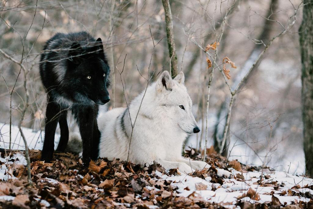 The Wolf You Feed: Grace Writes in the&nbsp;Dust